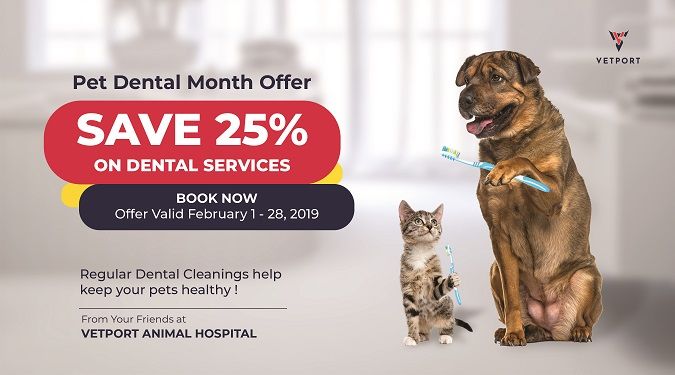 veterinary offer card